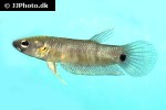 betta ocellata betta ocellata