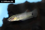 betta ocellata betta ocellata