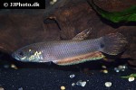 betta ocellata betta ocellata