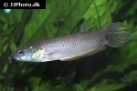 betta ocellata betta ocellata