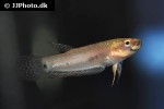 betta pallifina betta pallifina