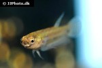 betta pallifina betta pallifina