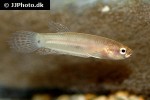 betta pallifina betta pallifina