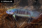 betta pallifina betta pallifina