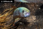 betta pallifina betta pallifina