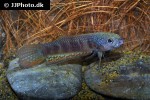 betta pallifina betta pallifina