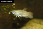 betta patoti betta patoti