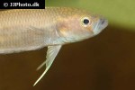 betta patoti betta patoti