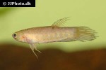 betta patoti betta patoti