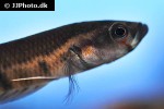 betta patoti betta patoti