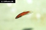 betta persephone betta persephone