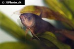 betta pi betta pi