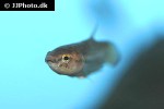 betta picta betta picta