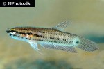 betta picta betta picta