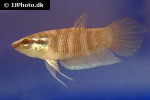 betta pugnax betta pugnax