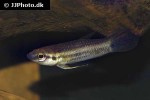 betta raja betta raja
