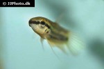 betta raja betta raja