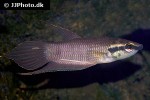betta raja betta raja