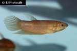betta renata betta renata