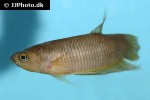 betta renata betta renata