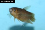 betta renata betta renata