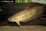 betta renata betta renata