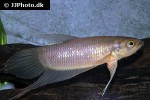 betta renata betta renata