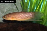 betta renata betta renata