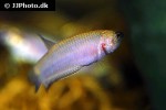 betta rubra betta rubra