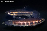 betta rubra betta rubra