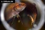 betta rubra betta rubra