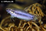 betta rubra betta rubra