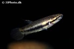 betta rubra betta rubra