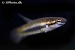 betta rubra betta rubra