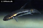 betta rubra betta rubra