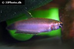 betta rubra betta rubra