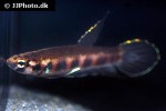 betta rubra betta rubra