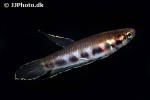 betta rubra betta rubra