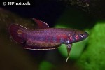 betta rubra betta rubra