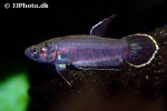 betta rubra betta rubra