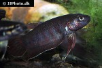 betta rubra betta rubra