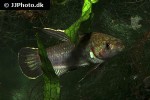 betta rubra betta rubra