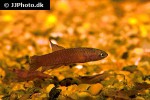 betta rutilans betta rutilans