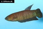 betta simorum betta simorum