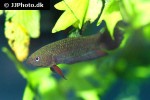 betta simorum betta simorum
