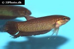 betta simorum betta simorum