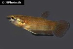 betta simplex betta simplex