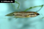 betta simplex betta simplex