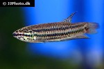 betta smaragdina betta smaragdina
