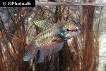 betta smaragdina betta smaragdina